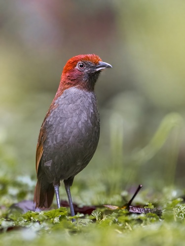 Chestnut-naped Antpitta (Grallaria nuchalis), photo 5