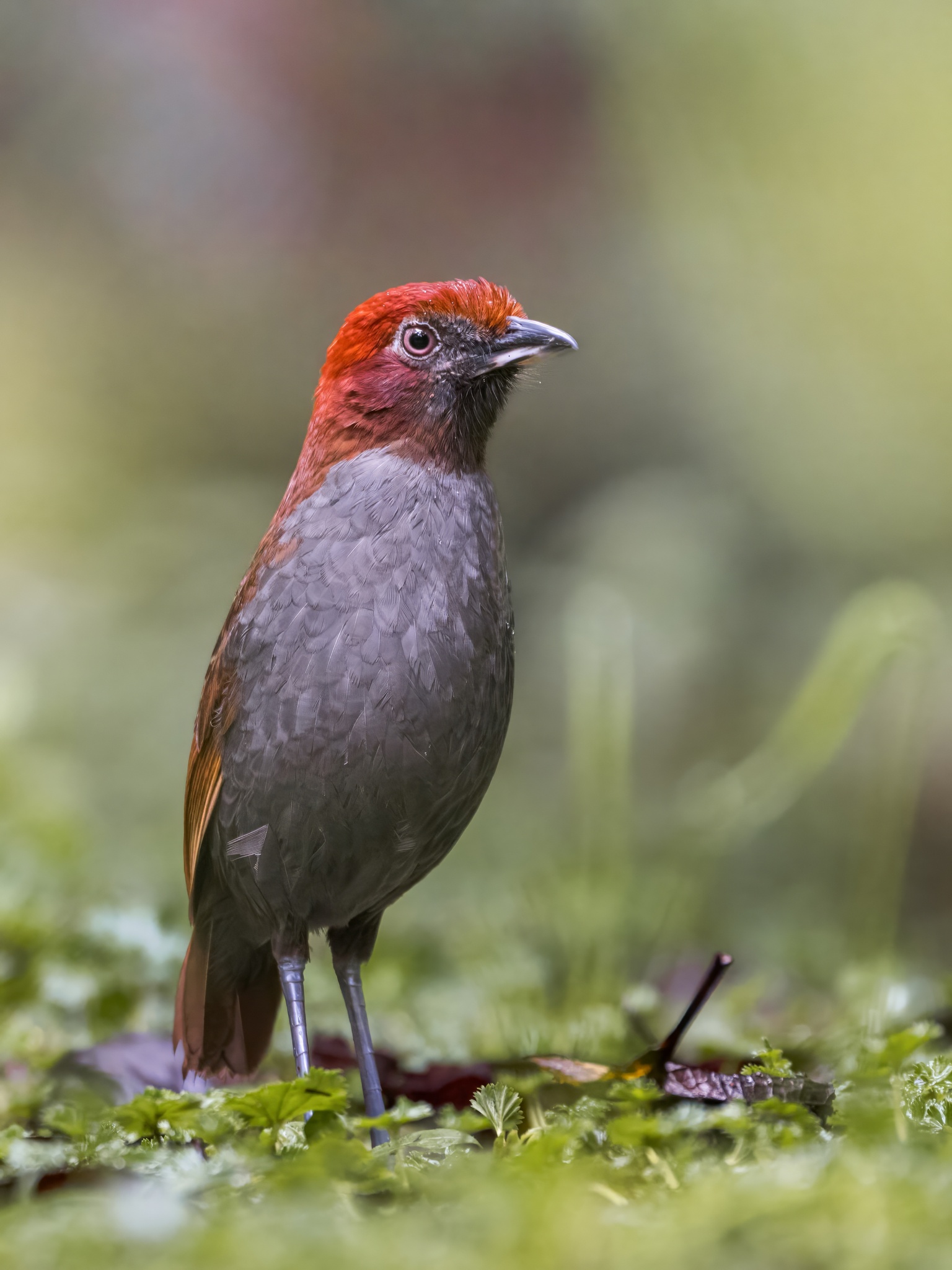 Chestnut-naped Antpitta (Grallaria nuchalis), photo 8