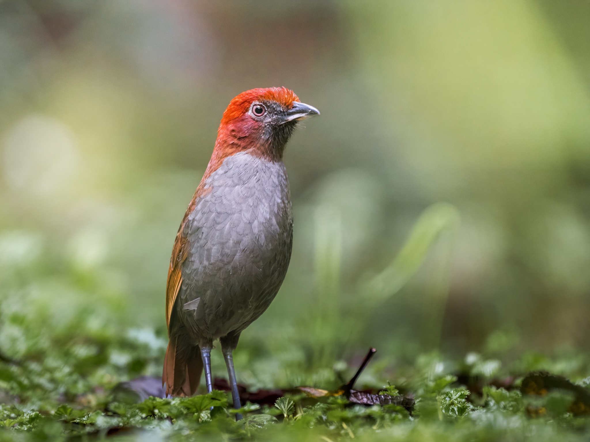 Chestnut-naped Antpitta (Grallaria nuchalis), photo 7