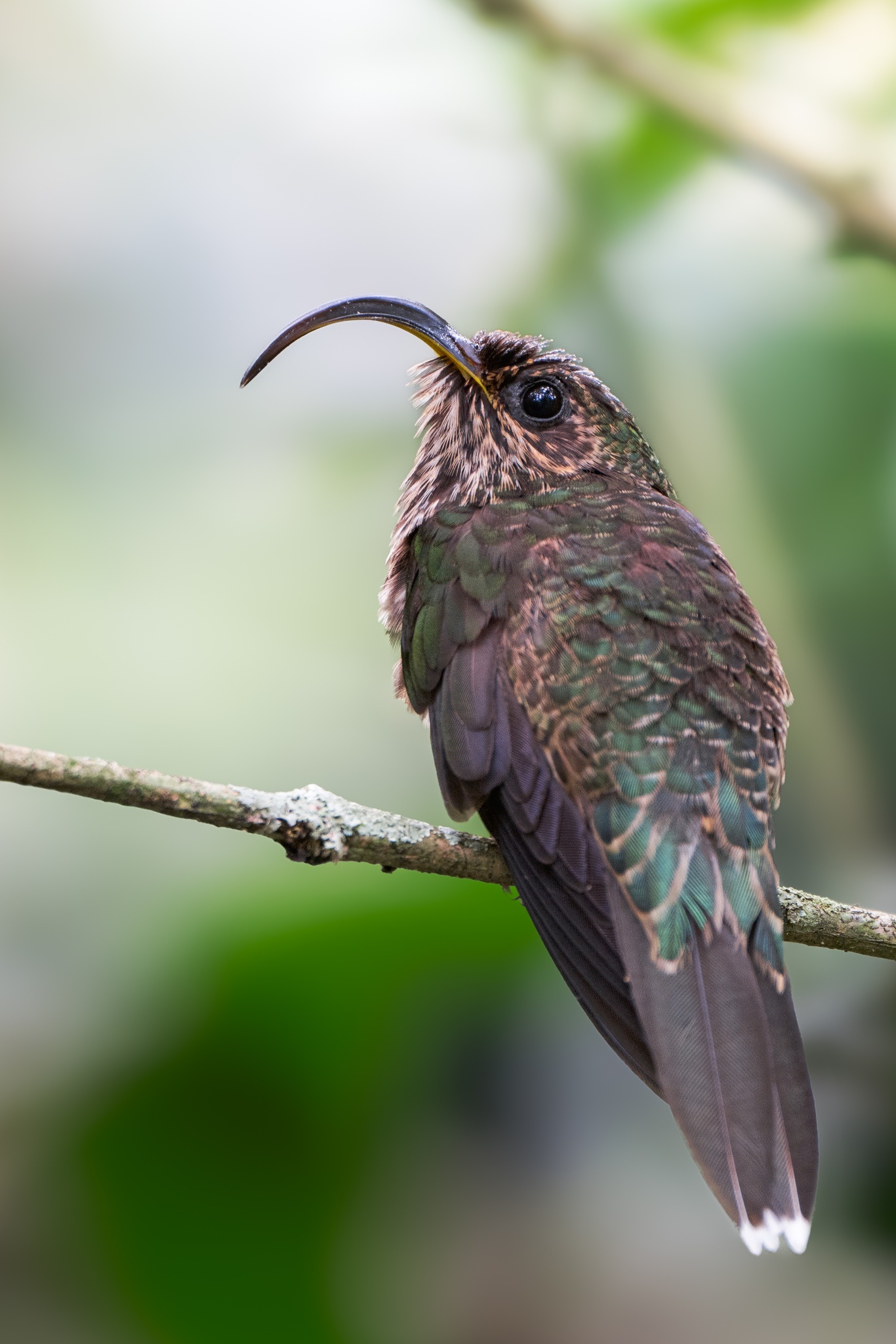 White-tipped Sicklebill (Eutoxeres aquila), photo 7