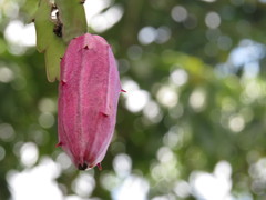 Epiphyllum phyllanthus