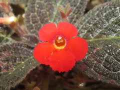 Episcia cupreata