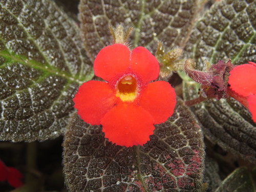 Image of Episcia cupreata by (c) Diogo Luiz, some rights reserved (CC BY)