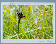 Cyperus ustulatus