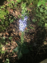 Lobelia spicata
