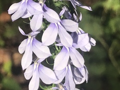 Lobelia spicata