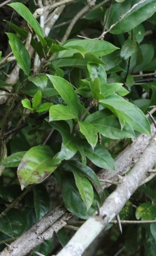 Image of Dendropanax proteus by no rights reserved