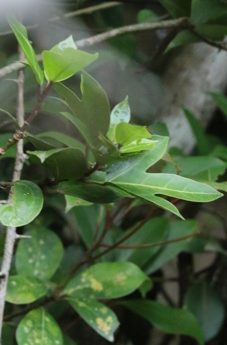 Image of Dendropanax proteus by no rights reserved