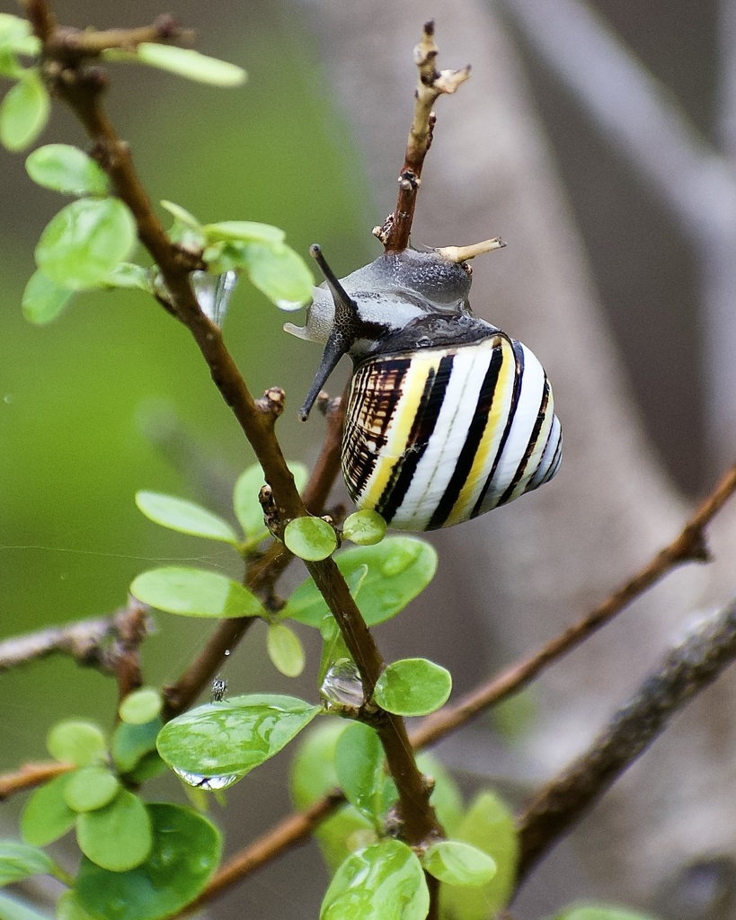 Polymita versicolor