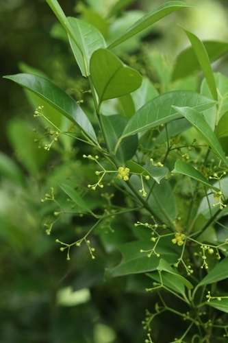 Euonymus nitidus, photograph 3