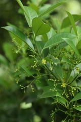 Euonymus nitidus, photograph author not stated, no rights reserved