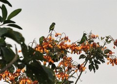 Brotogeris versicolurus