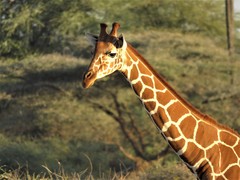 Giraffa camelopardalis reticulata