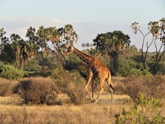 Giraffa camelopardalis reticulata