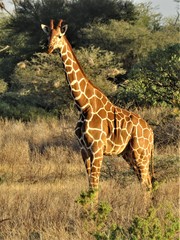 Giraffa camelopardalis reticulata