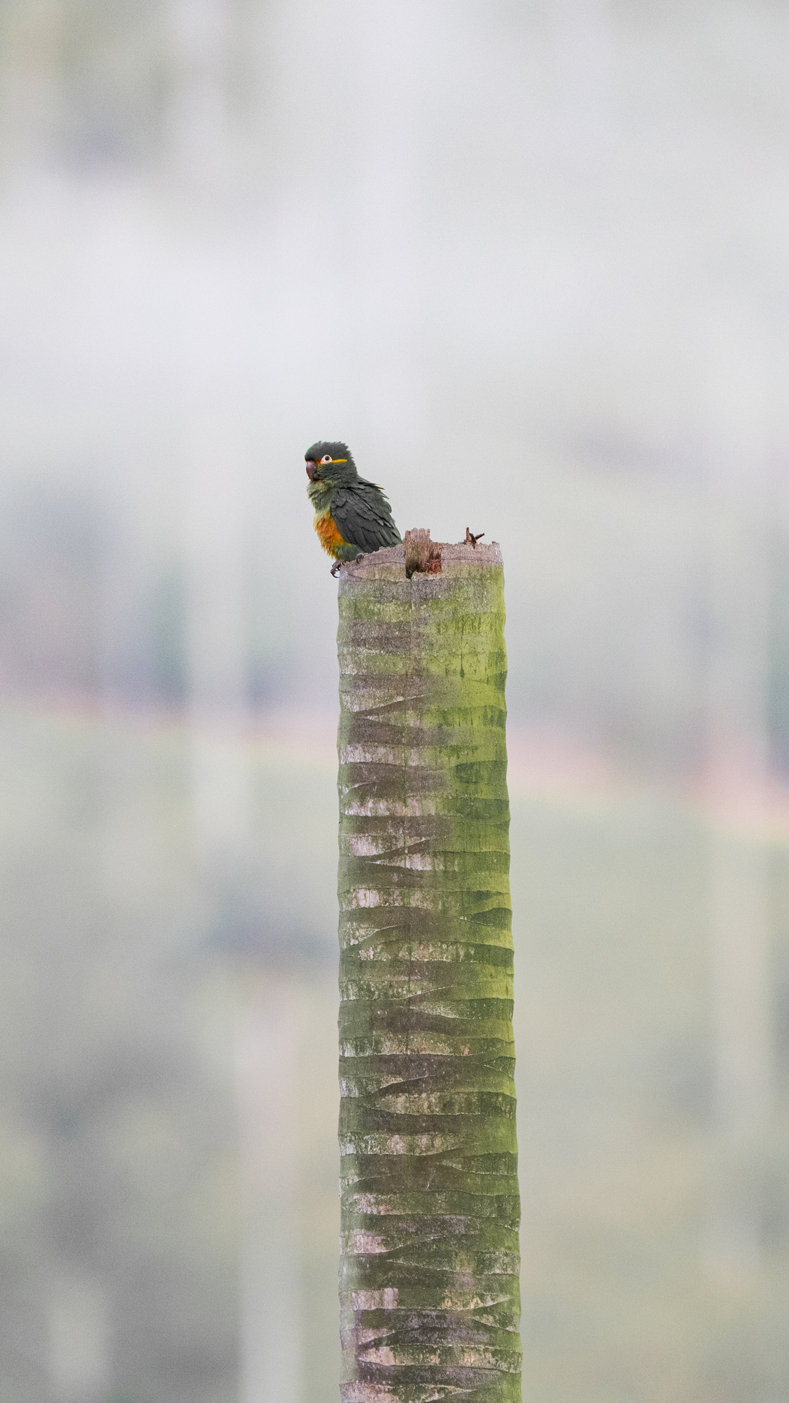 Golden-plumed Parakeet (Leptosittaca branickii), photo 2