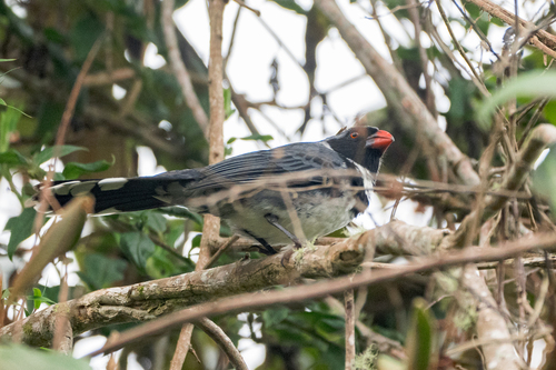 Masked Saltator (Saltator cinctus), photo 4