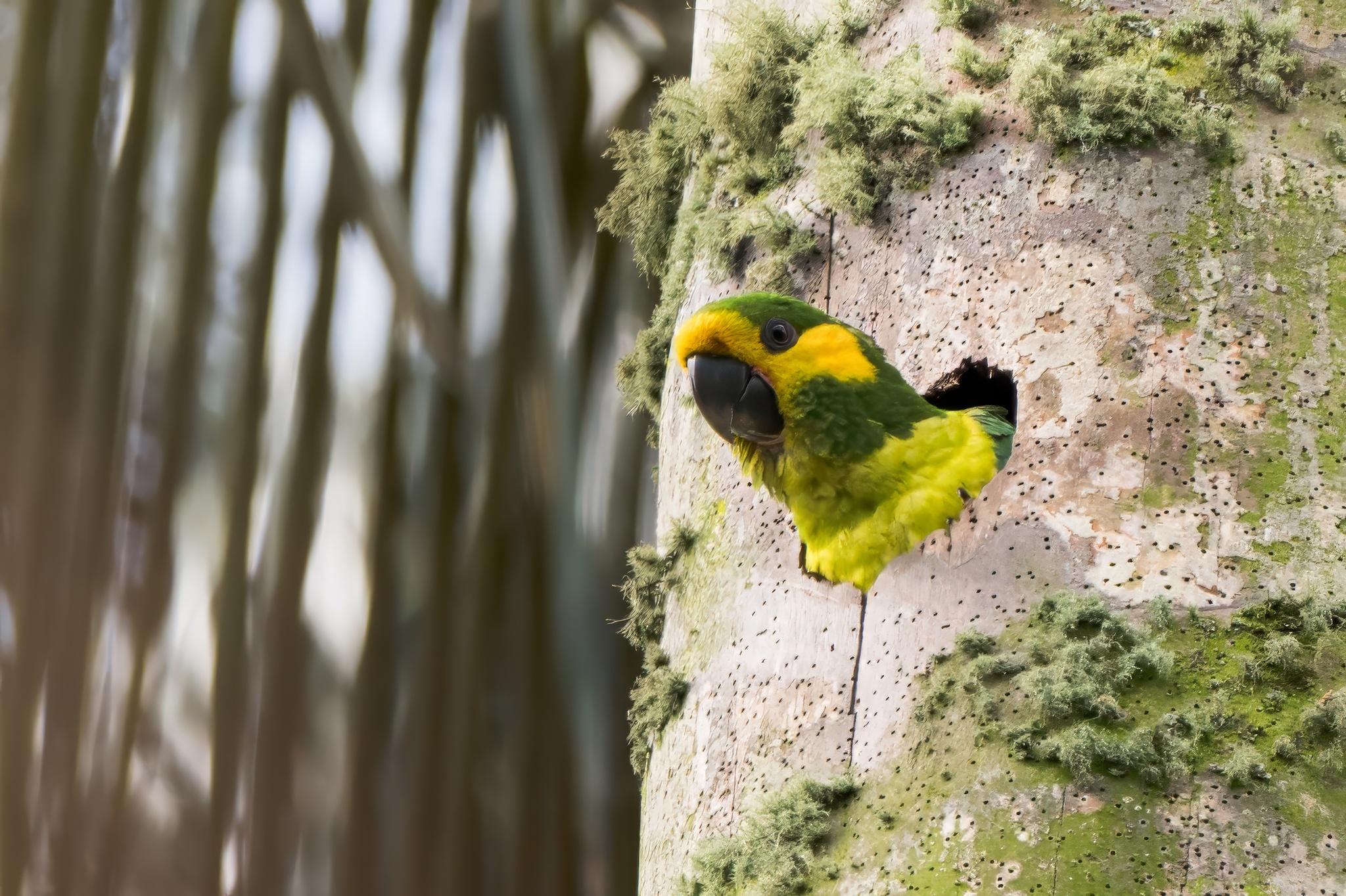 Yellow-eared Parrot (Ognorhynchus icterotis), photo 6