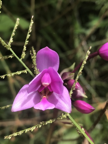 Philippine Ground Orchid