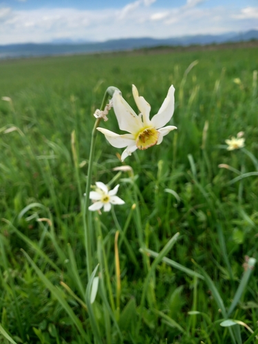 Poet's Narcissus