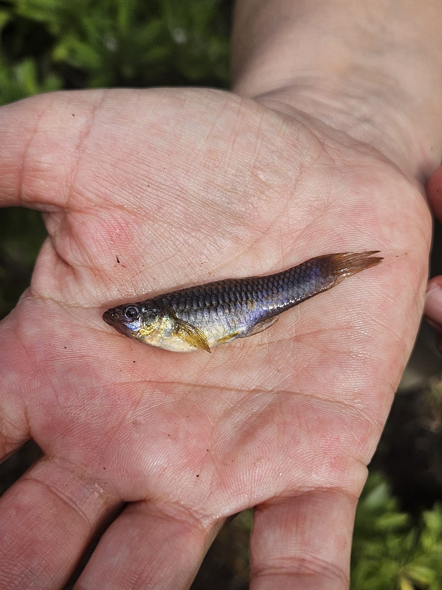 Gambusia holbrooki