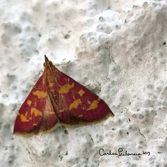 Pyrausta tyralis