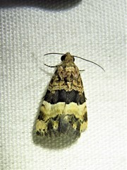 Pseudozarba bipartita