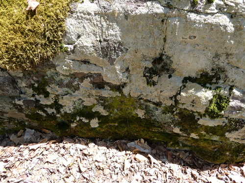 Image of Metzgeria crassipilis by no rights reserved