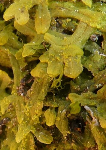Image of Metzgeria crassipilis by no rights reserved