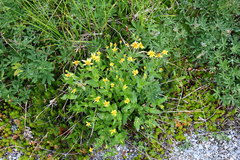 Arnica lanceolata prima