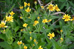 Arnica lanceolata prima