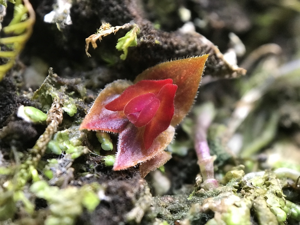 Lepanthes caritensis