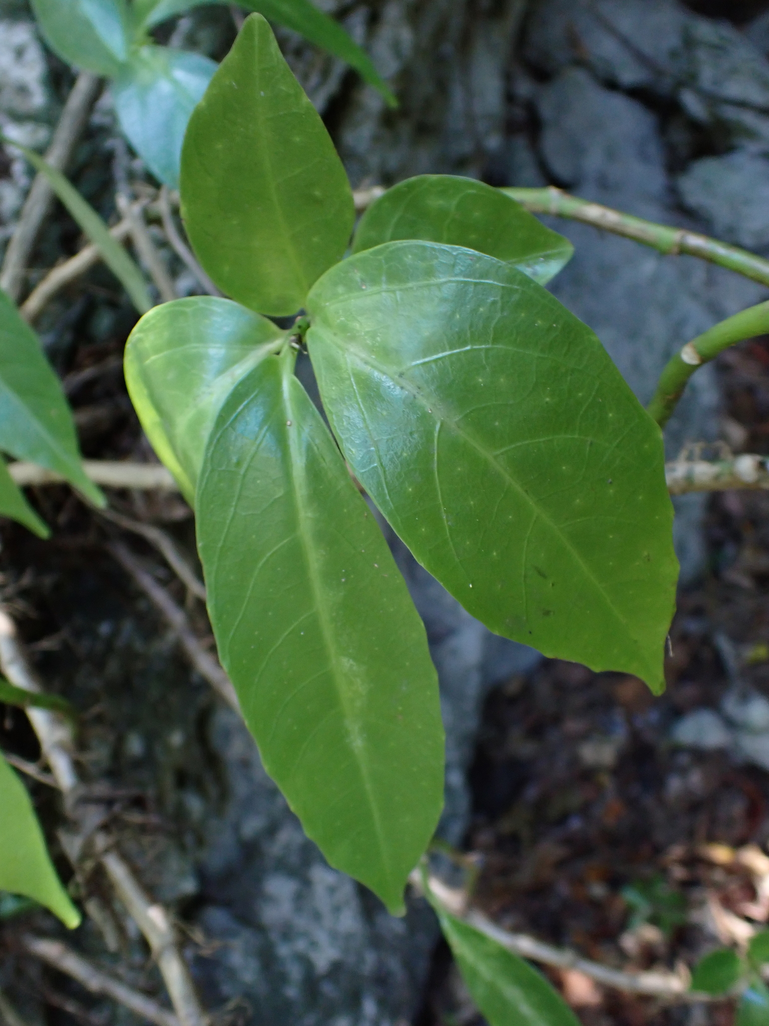 Imagem de Procris pedunculata
