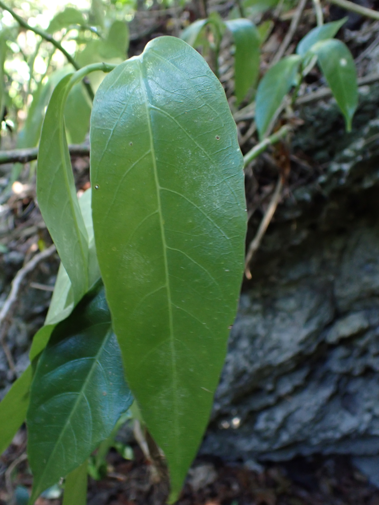 Imagem de Procris pedunculata