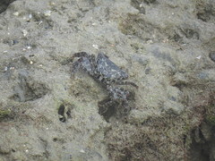 Metopograpsus messor