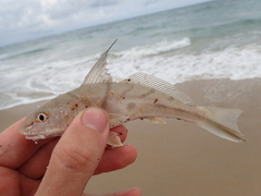 Menticirrhus saxatilis