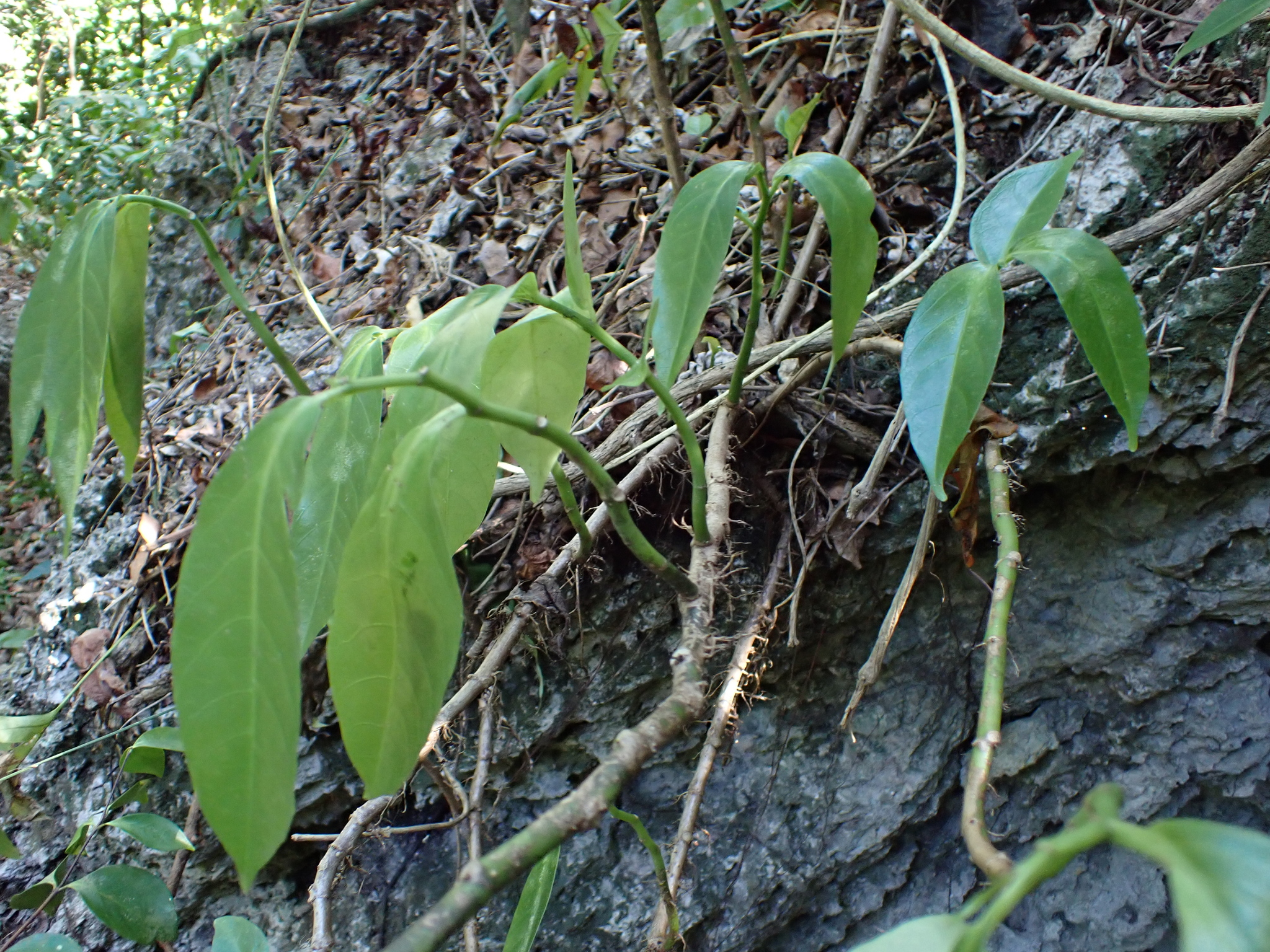 Imagem de Procris pedunculata