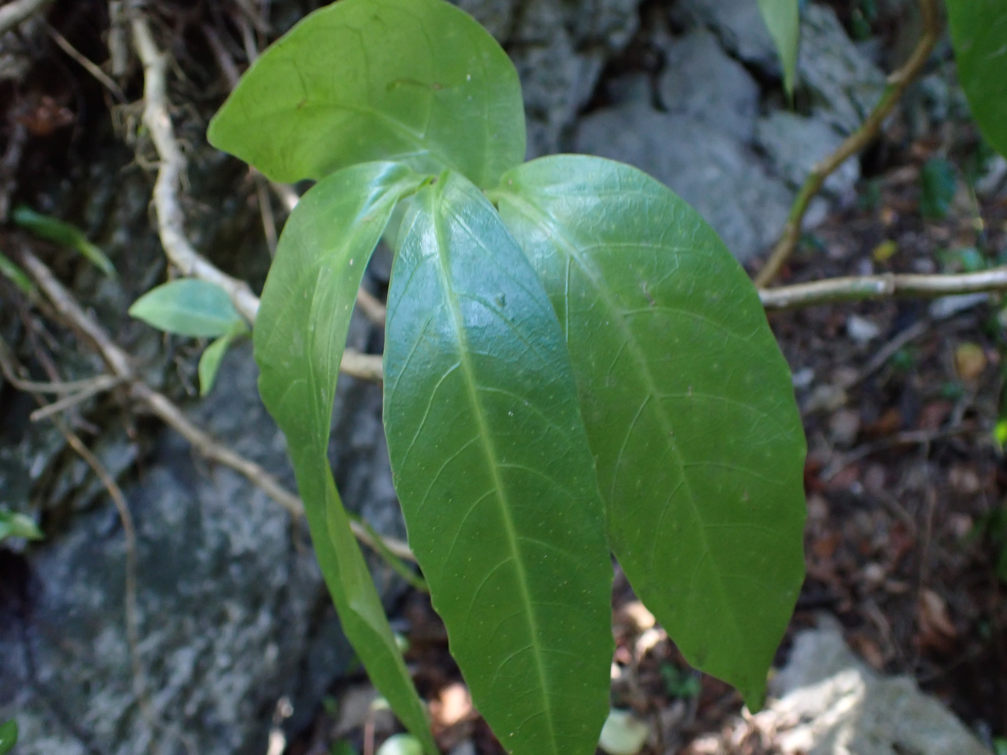 Imagem de Procris pedunculata