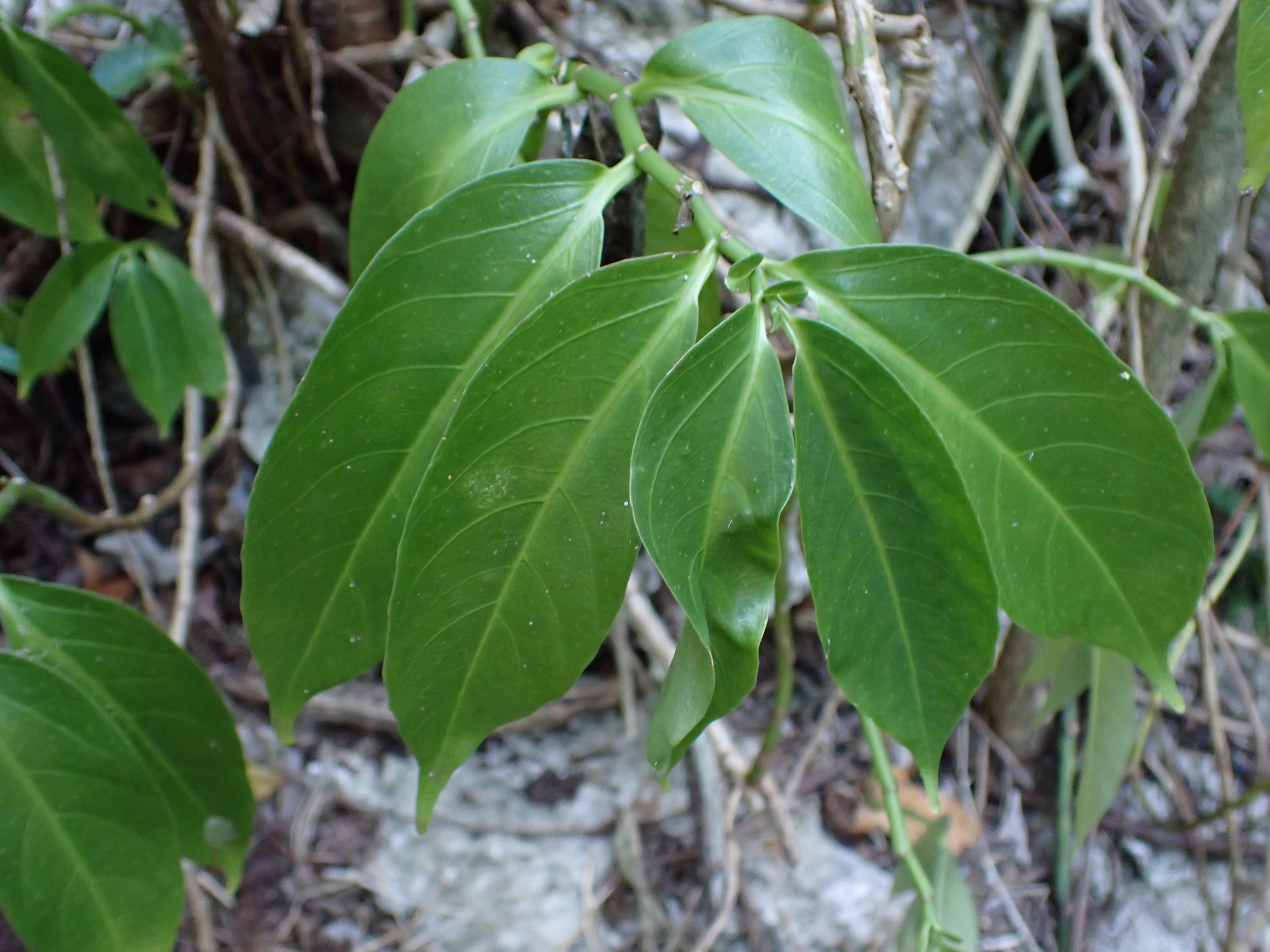 Imagem de Procris pedunculata