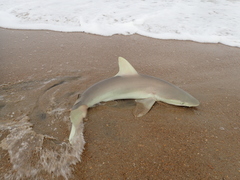 Carcharhinus acronotus