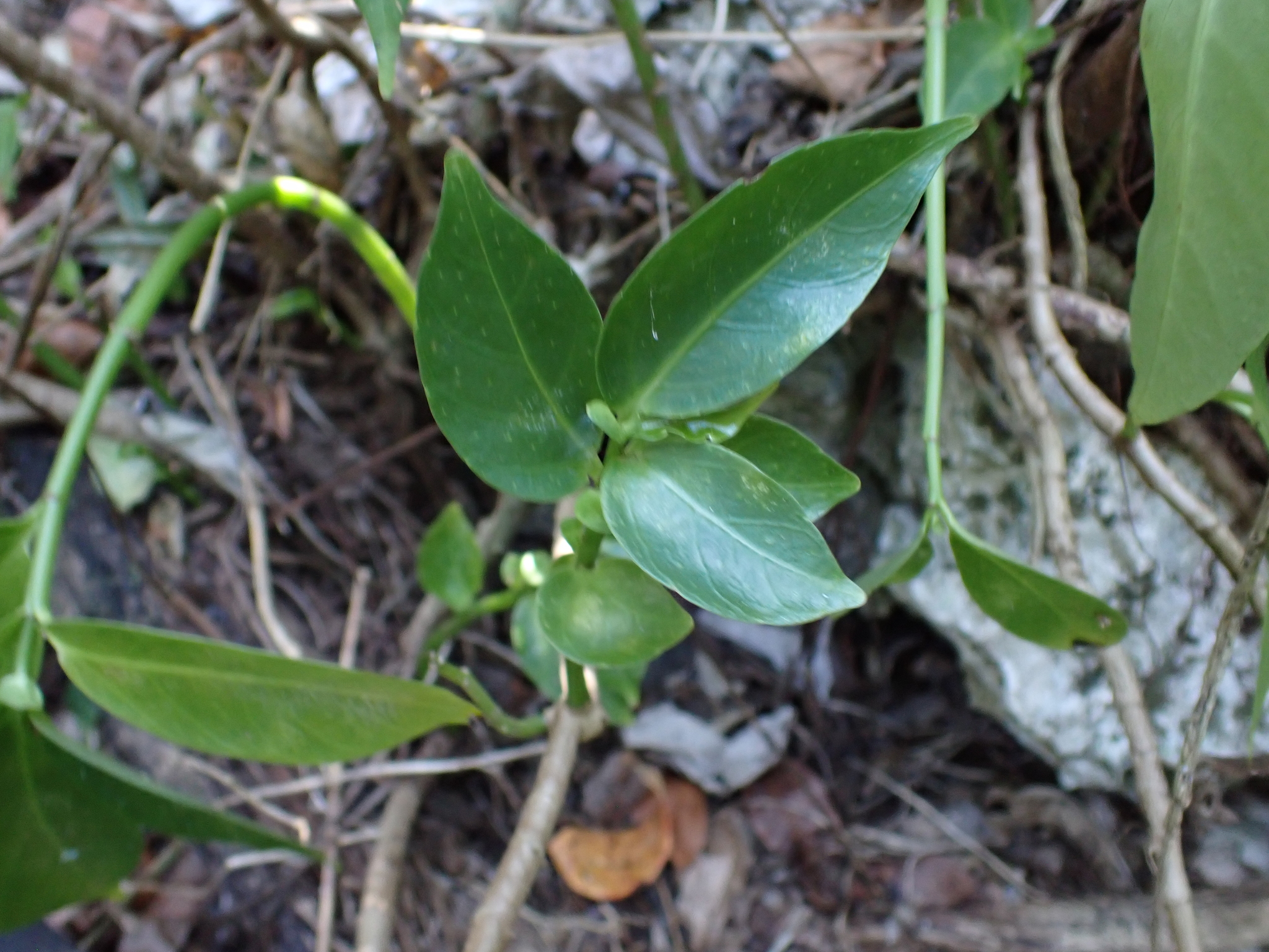 Imagem de Procris pedunculata