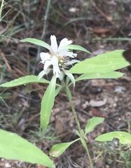 Monarda citriodora austromontana
