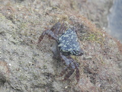 Metopograpsus messor