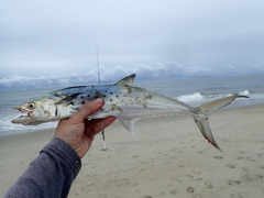 Scomberomorus maculatus