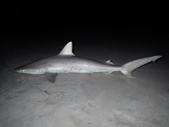 Carcharhinus acronotus