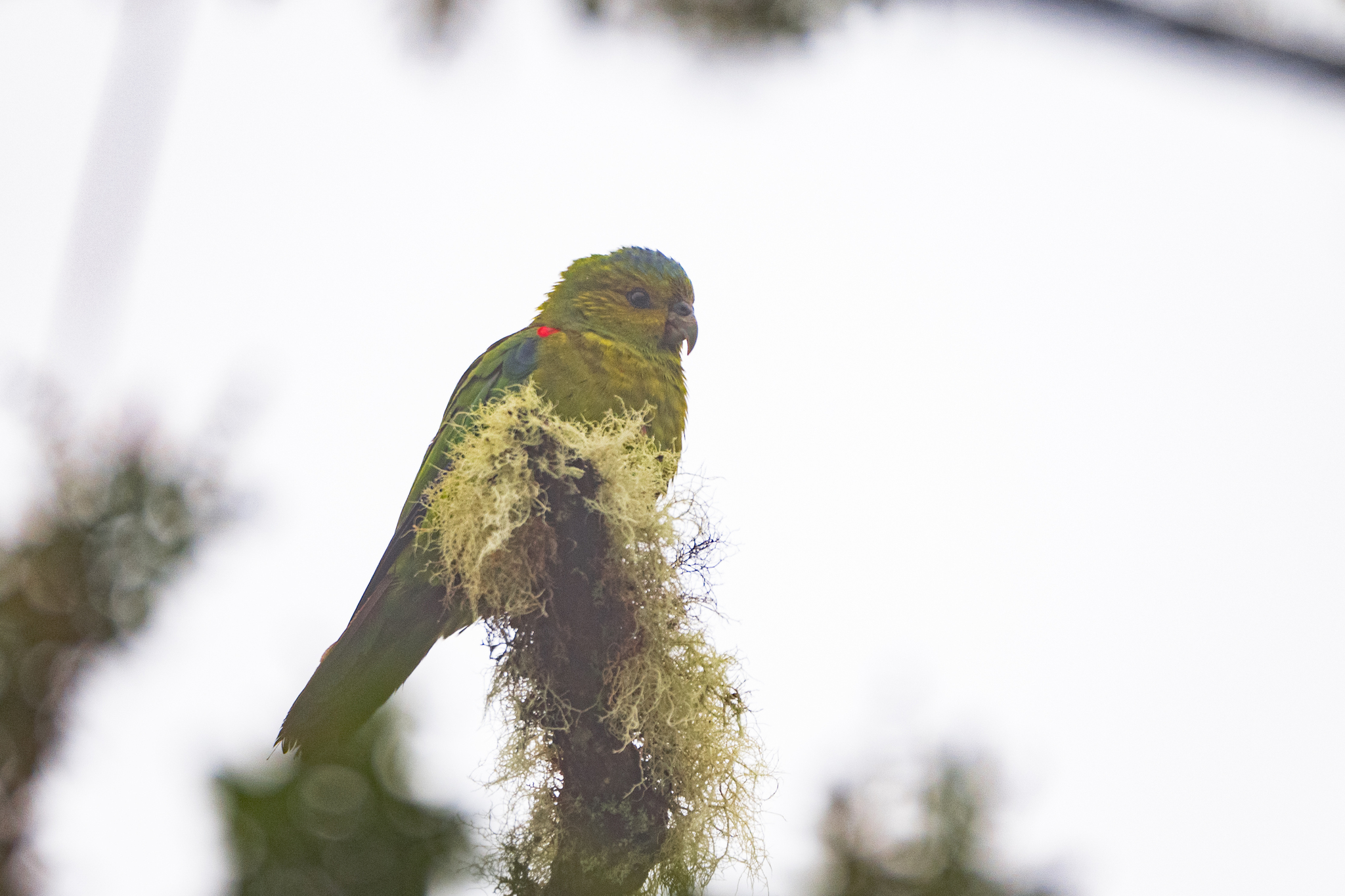 Fuertes's Parrot (Hapalopsittaca fuertesi), photo 7