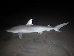 Carcharhinus acronotus