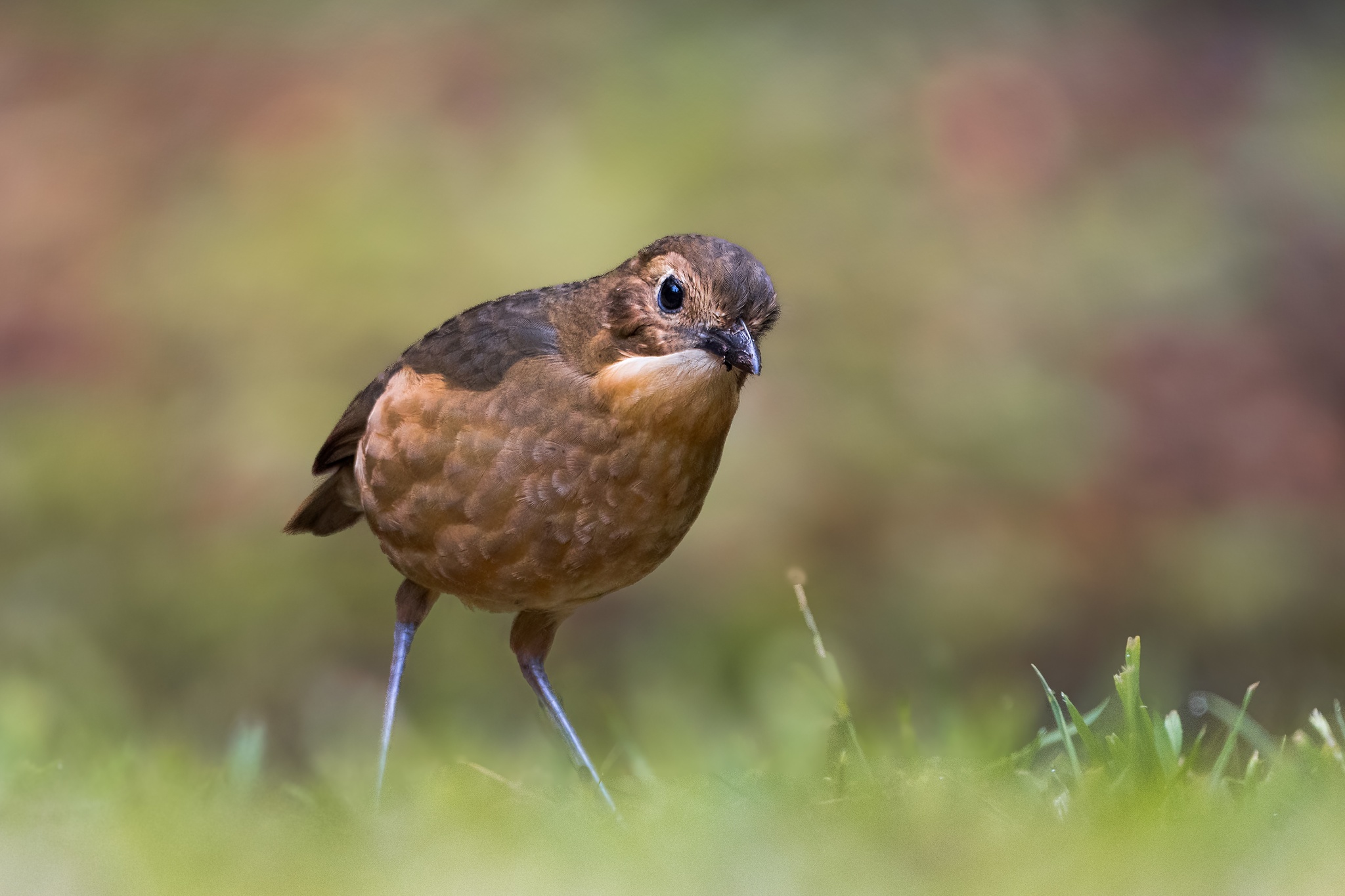Tawny Antpitta (Grallaria quitensis), photo 9
