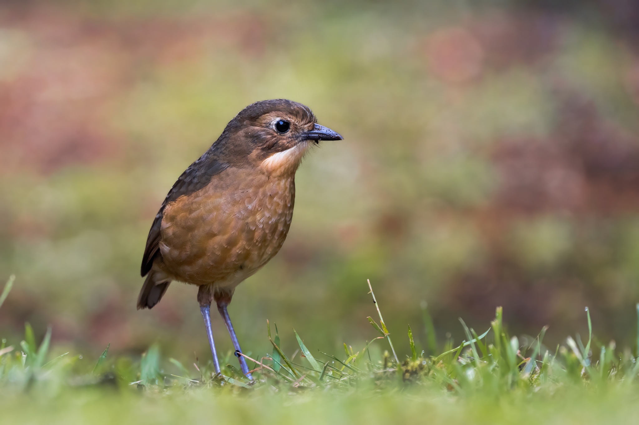 Tawny Antpitta (Grallaria quitensis), photo 10