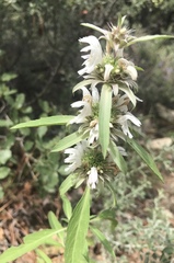 Monarda citriodora austromontana